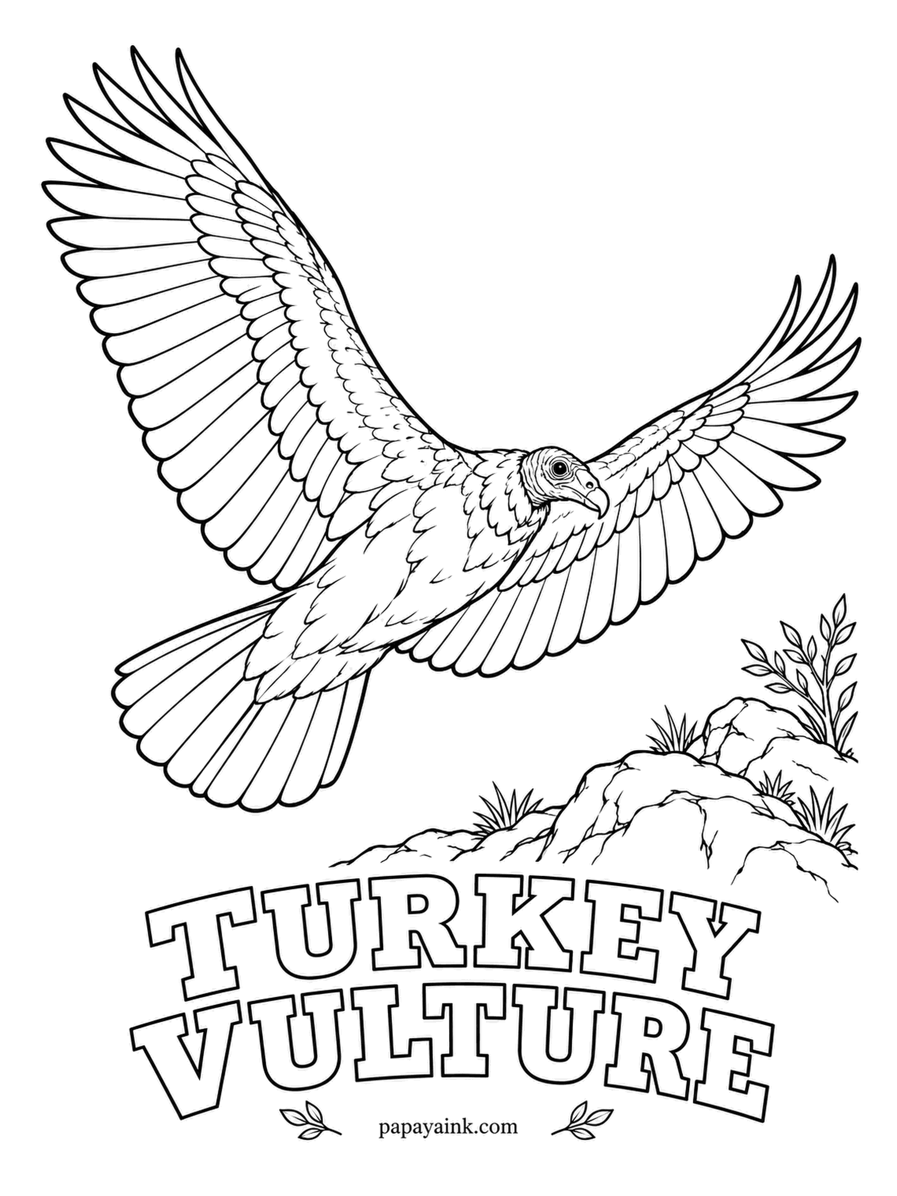 Realistic Bird Coloring Pages - Turkey vultures can smell a meal from far above the treetops; gas companies once found pipeline leaks by watching where they circled. Bare red head, dark brown body, and flight feathers that flash silver from below when it soars.