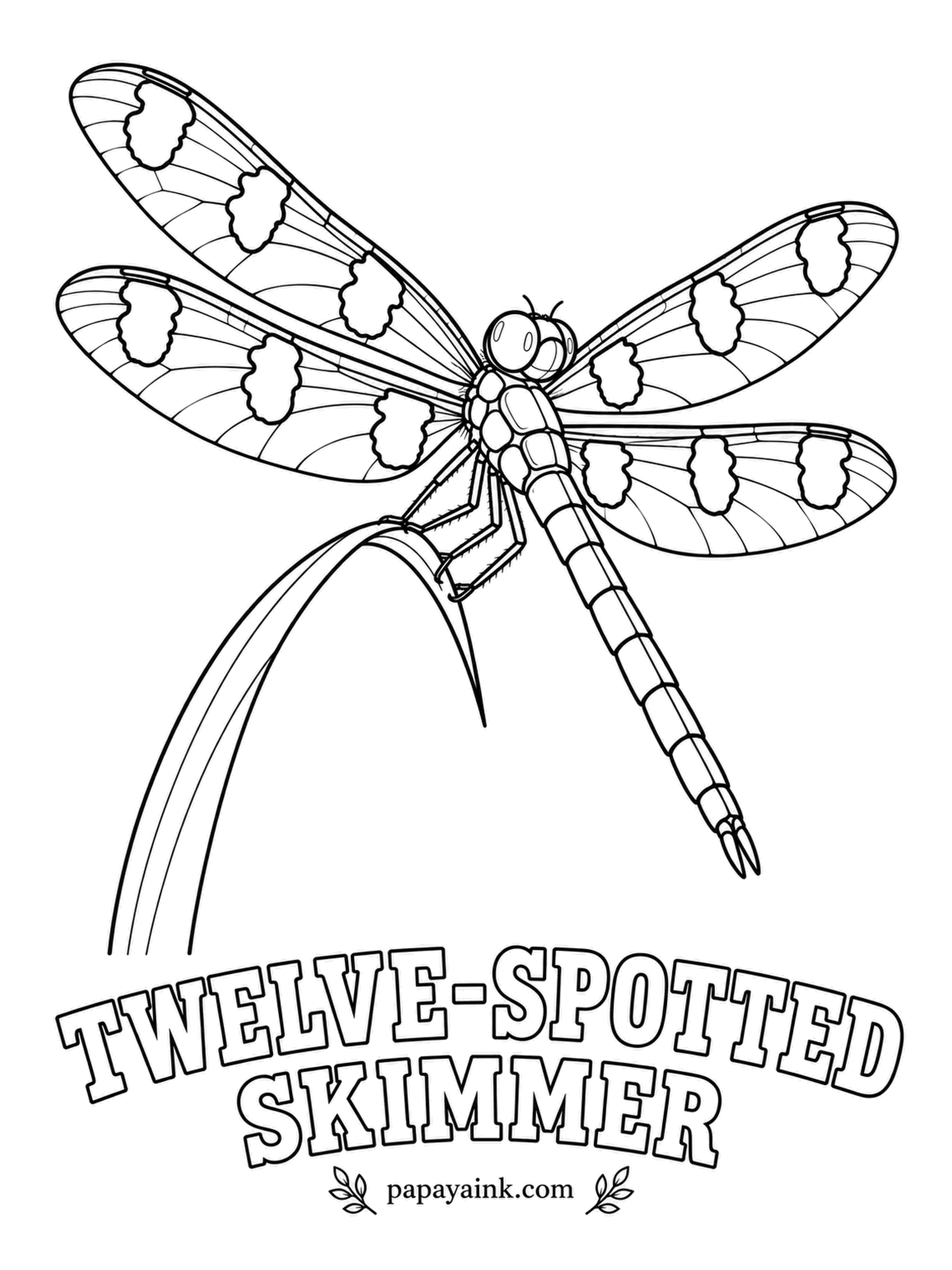 Insect Coloring Pages - Count them: three dark spots on each of four wings make twelve, and mature males add white patches in between. Twelve-spotted skimmers patrol ponds across North America. Brown spots, white patches, a chalky blue-gray tail.