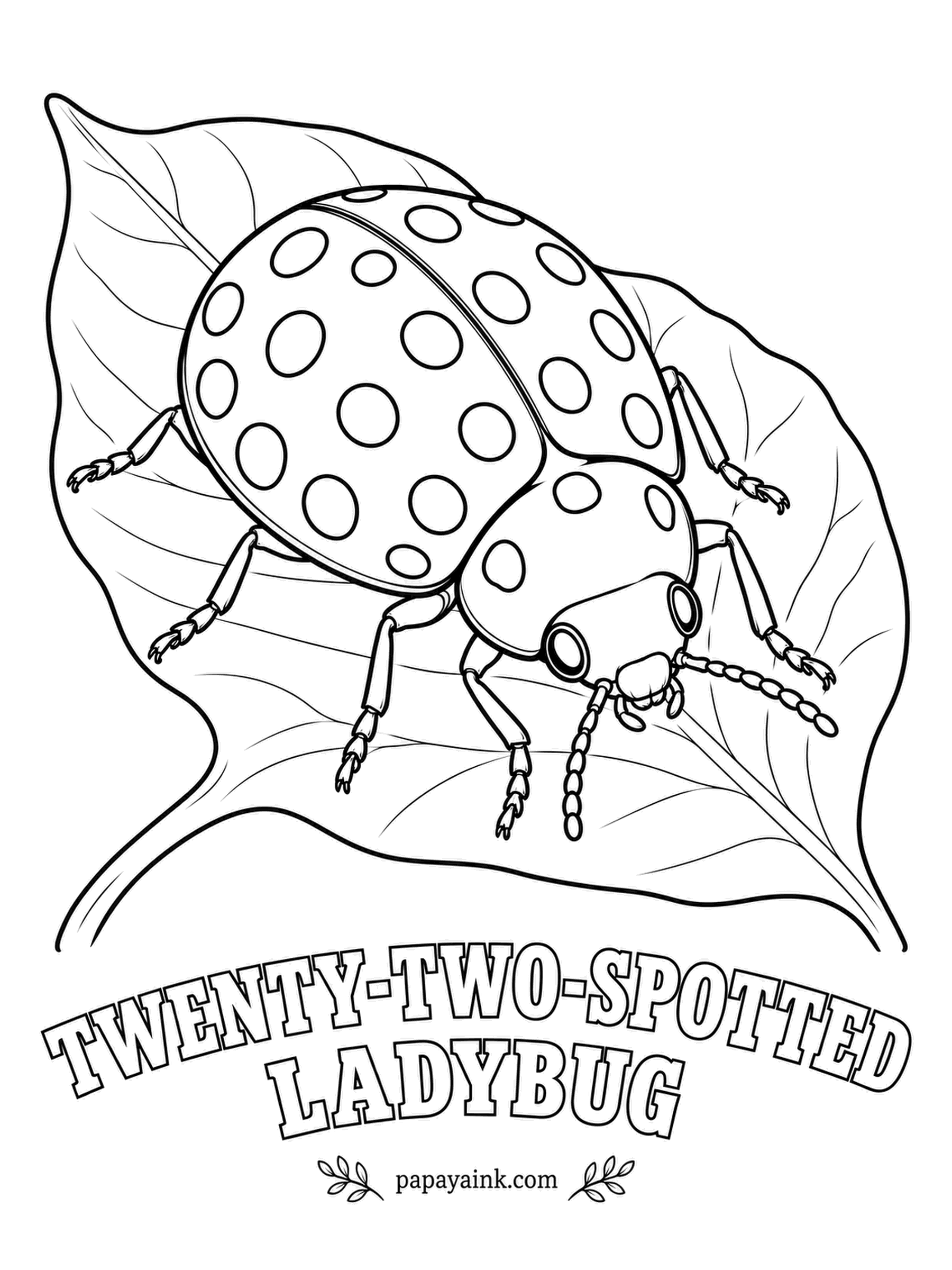 Beetle Coloring Pages - Mildew is the menu for this bright yellow European ladybug; it grazes the white fungus off leaves and ignores aphids completely. Twenty-two black spots on yellow, with the collar spotted to match.