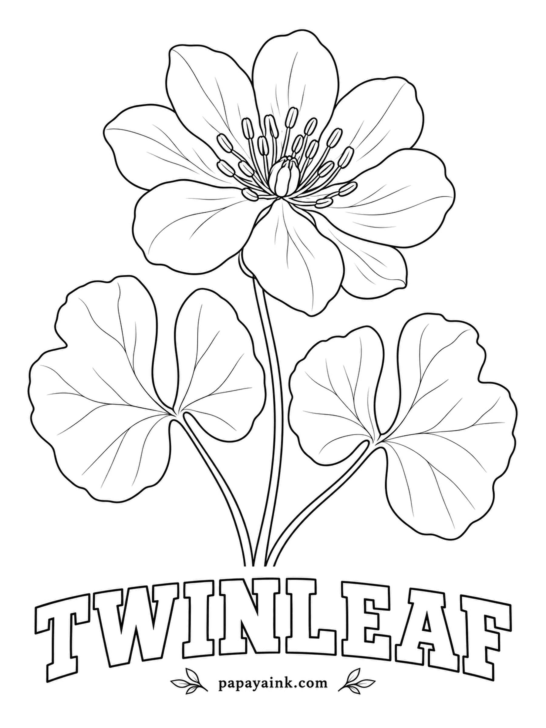 Printable Flower Coloring Pages - The leaf is split into two mirror-image halves, like butterfly wings on a stalk. Twinleaf is a rare spring native with a white eight-petaled flower that drops its petals within a day of opening. White bloom, yellow stamens, and a blue-green tint for the leaves.