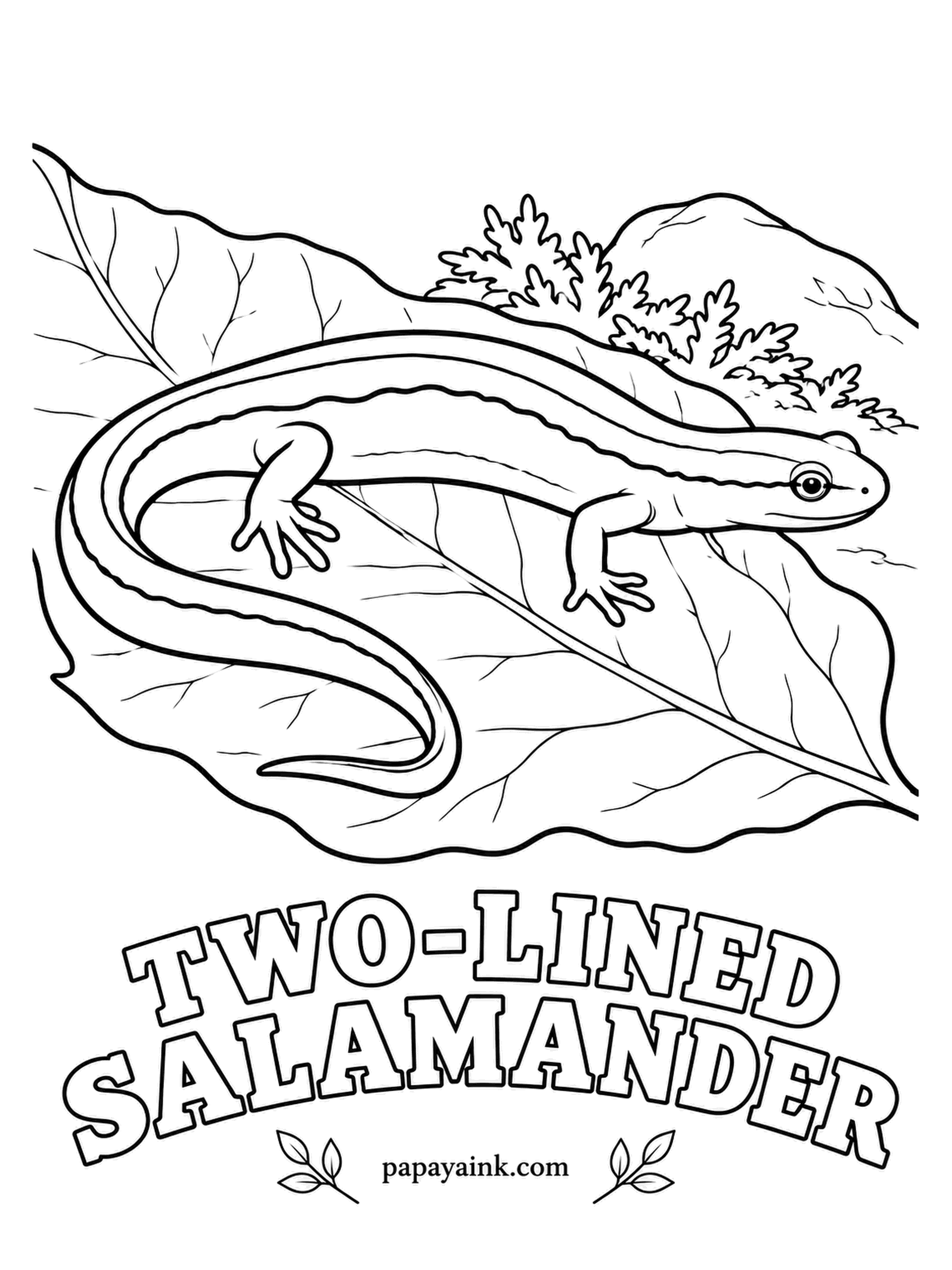 Amphibian Coloring Pages - Lift a flat rock at the edge of a cold stream and you may find a two-lined salamander, no longer than a finger. Two dark lines run from the eyes all the way back. Lemon yellow between them, often with tiny black flecks.