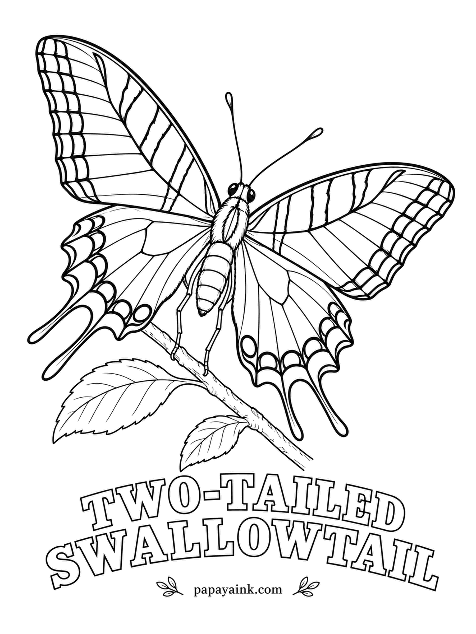 Butterfly and Moth Coloring Pages - Two tails on each hindwing instead of one, and the largest swallowtail in the American West - Arizona made it the state butterfly. Yellow wings with narrow black stripes, blue and orange crescents near the tails.