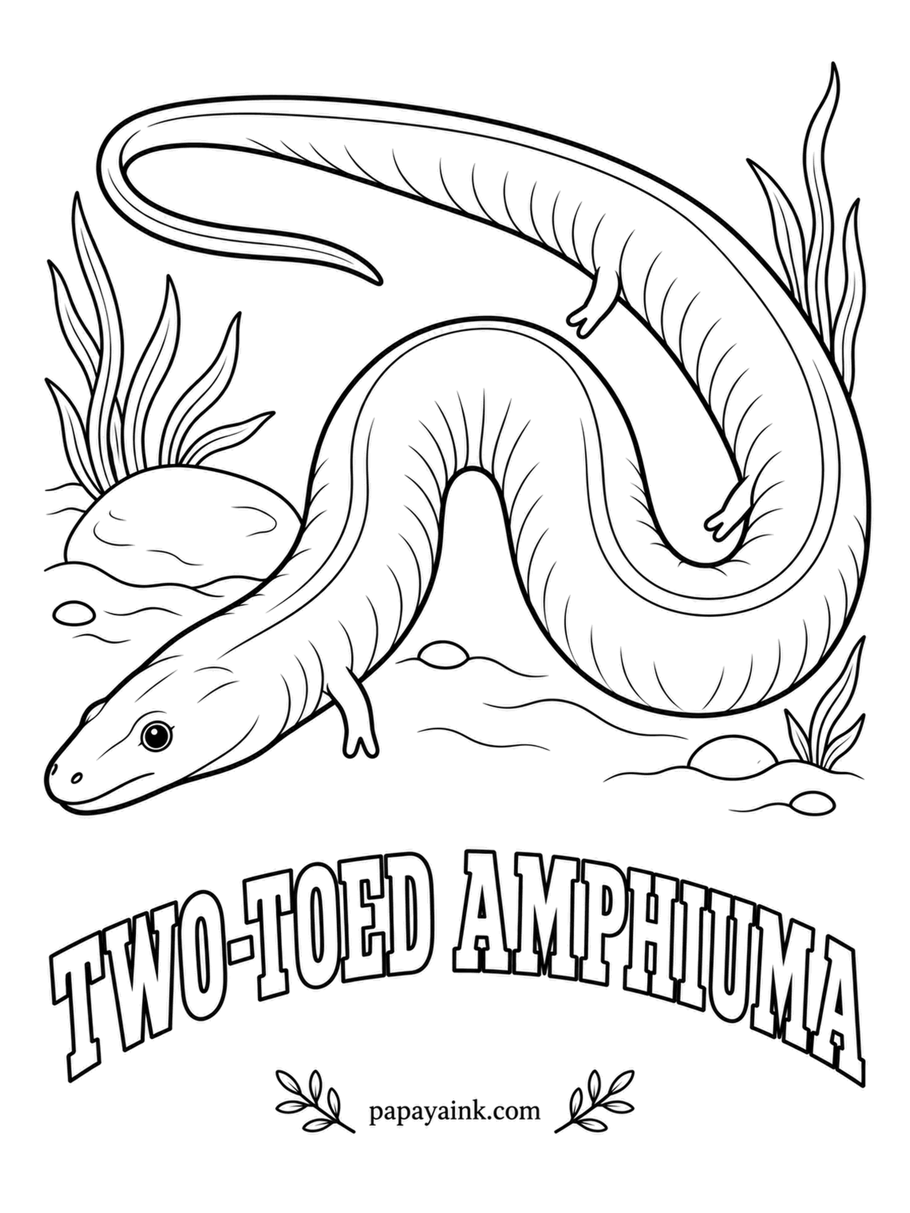 Amphibian Coloring Pages - Longer than a yardstick and slippery as a bar of soap, the two-toed amphiuma has four legs so tiny they seem like afterthoughts, each ending in two toes. It lives in southern swamps and has a painful bite. Dark gray-brown, a shade lighter below.