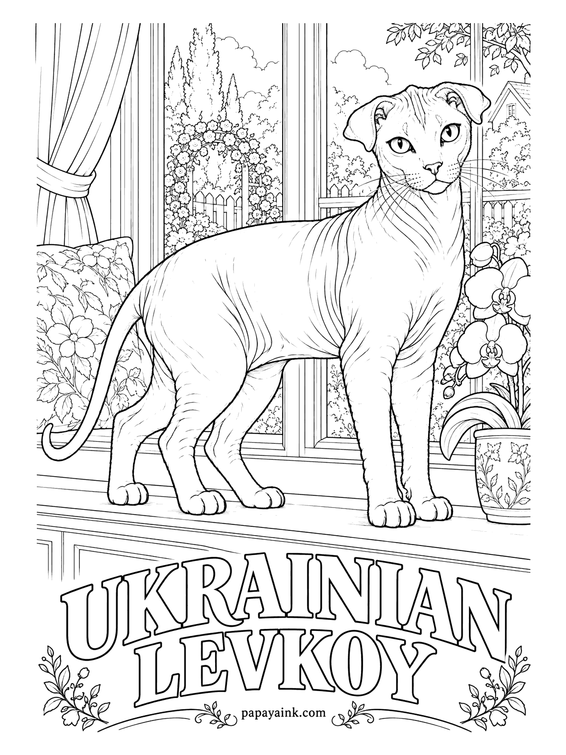 Free Printable Cat Coloring Pages - Folded ears on a hairless body make the Ukrainian Levkoy look like no other cat. The breed was developed in Ukraine by crossing Donskoy and Scottish Fold cats. Skin can be gray, pink or spotted; shade the wrinkles a touch deeper.