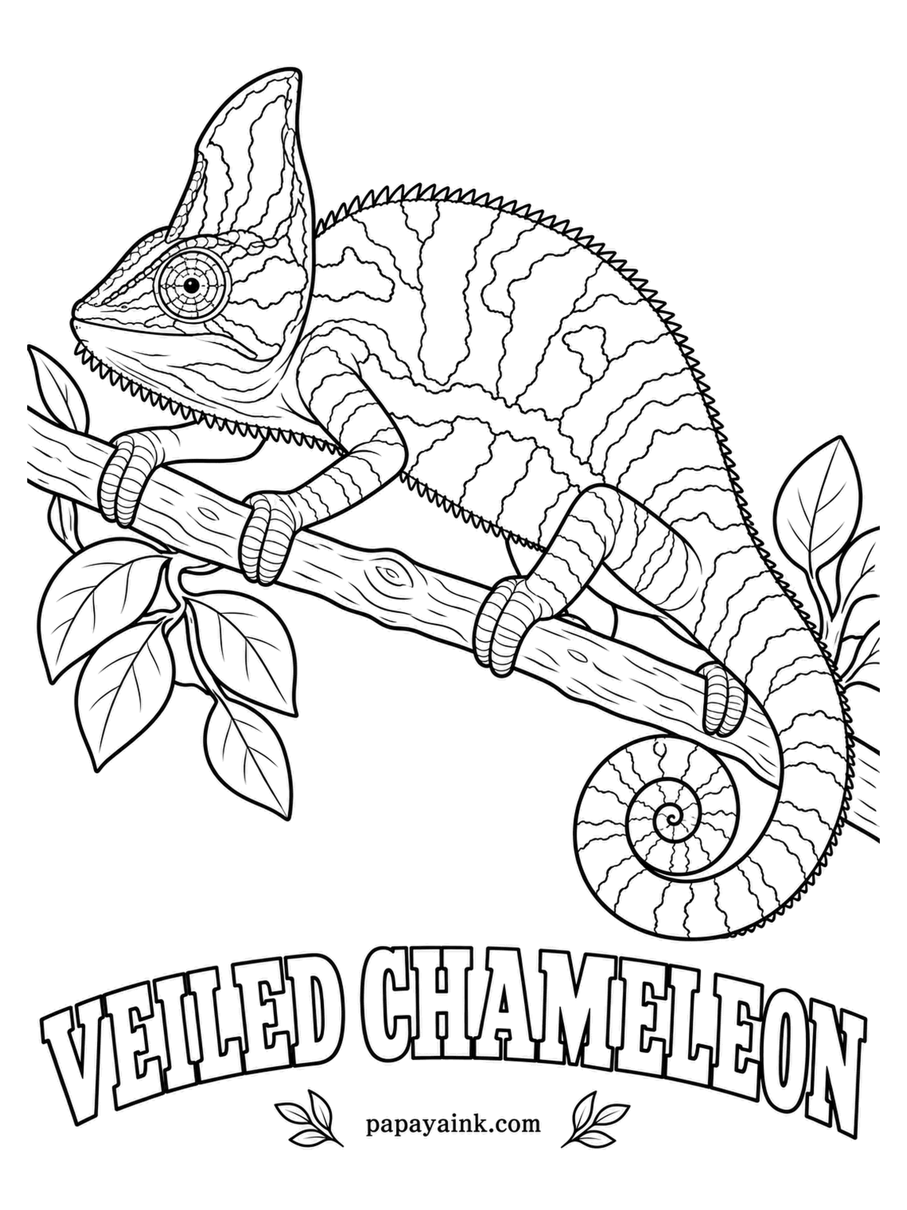Reptile Coloring Pages - That tall helmet on the head is called a casque, and it may help channel dew down toward the mouth in the dry Arabian mountains. A veiled chameleon in green, banded with yellow and sky blue, the spiral tail tucked under the branch.