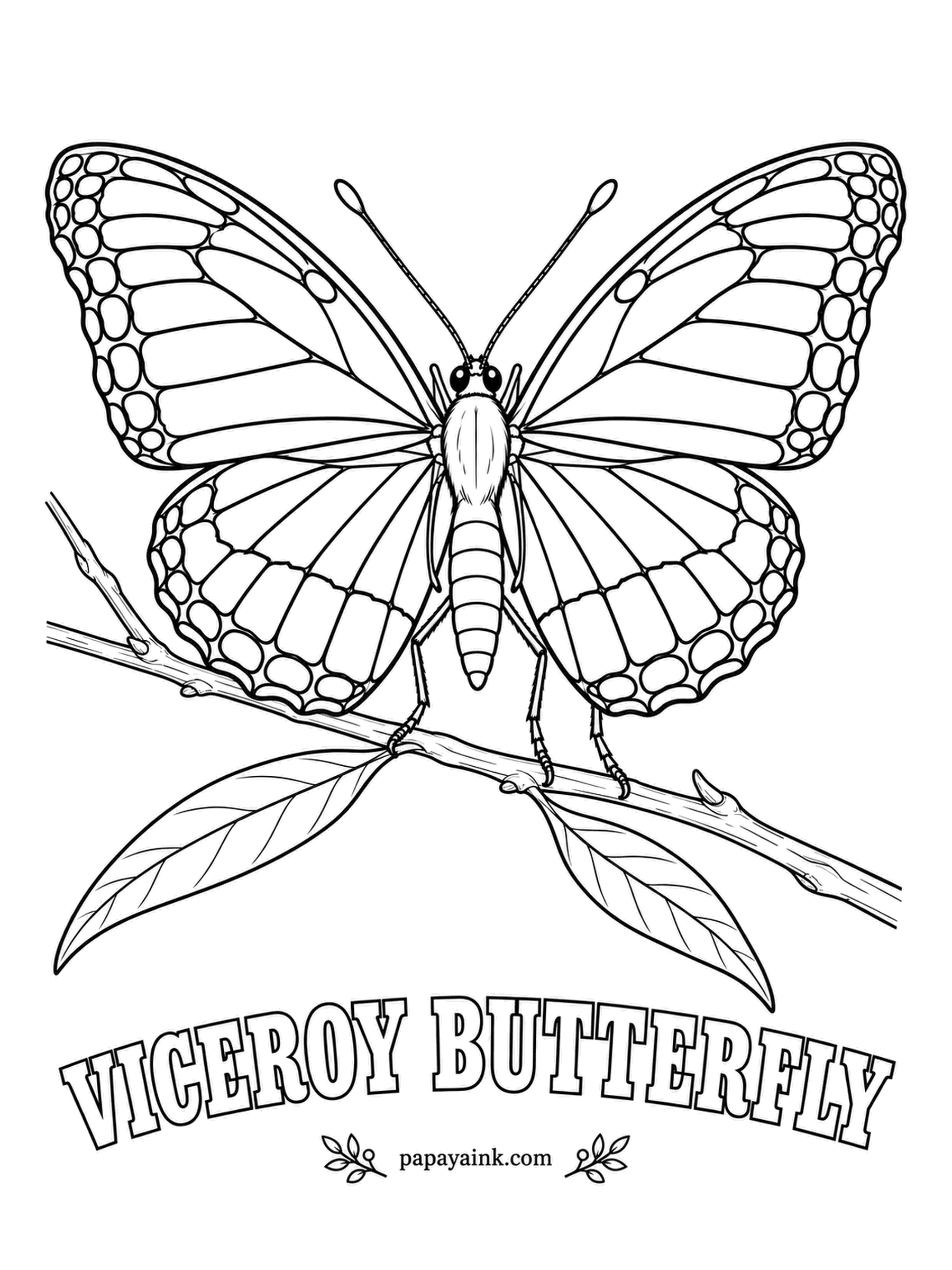 Butterfly and Moth Coloring Pages - It copies the monarch so well that birds leave it alone, but the thin black line across each hindwing gives it away. Color it monarch-orange, then draw that extra line in firmly; its caterpillars grow on willow.
