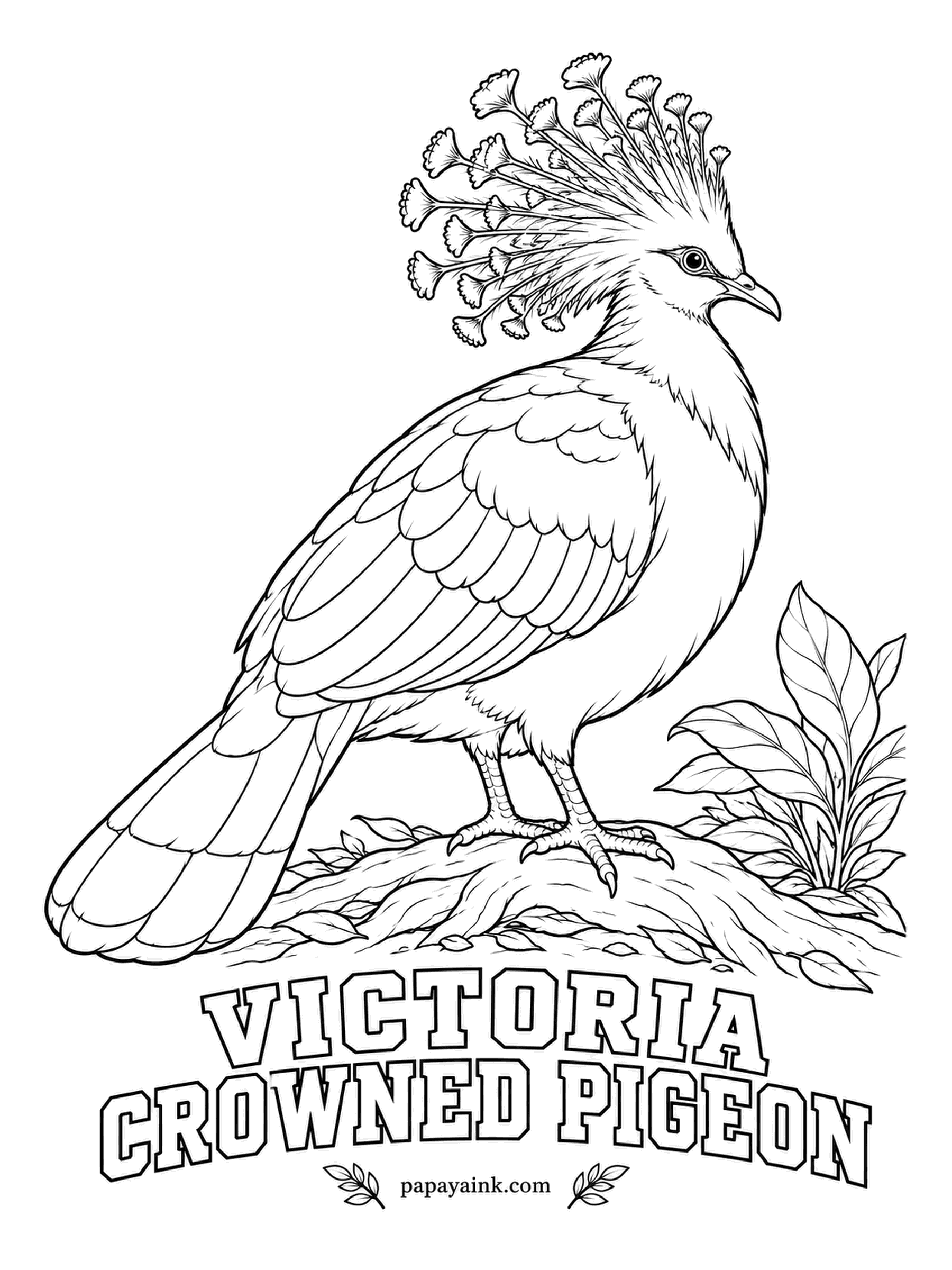 Printable Bird Coloring Pages - About the size of a hen, this is one of the largest pigeons alive, and each crest feather ends in a lacy fan. A Victoria Crowned Pigeon is soft blue-gray with a maroon breast and a red eye; tip every crest fan in white.