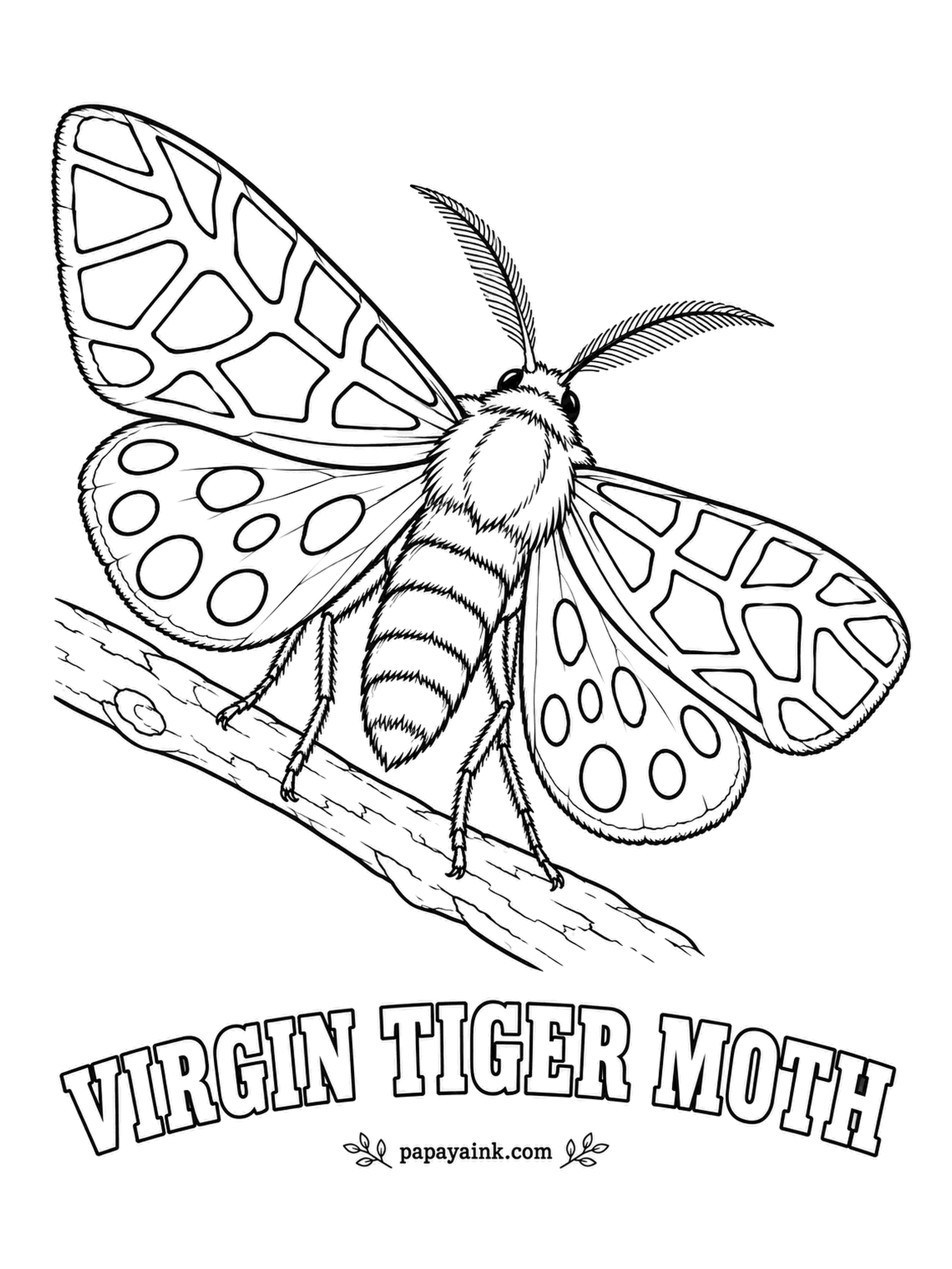 Butterfly and Moth Coloring Pages - Black forewings with a cream lattice, and hindwings of pink to yellow with black spots that flash when the moth is disturbed. It rests with wings tented like a roof. Both wing pairs are open here, so you get the full show.