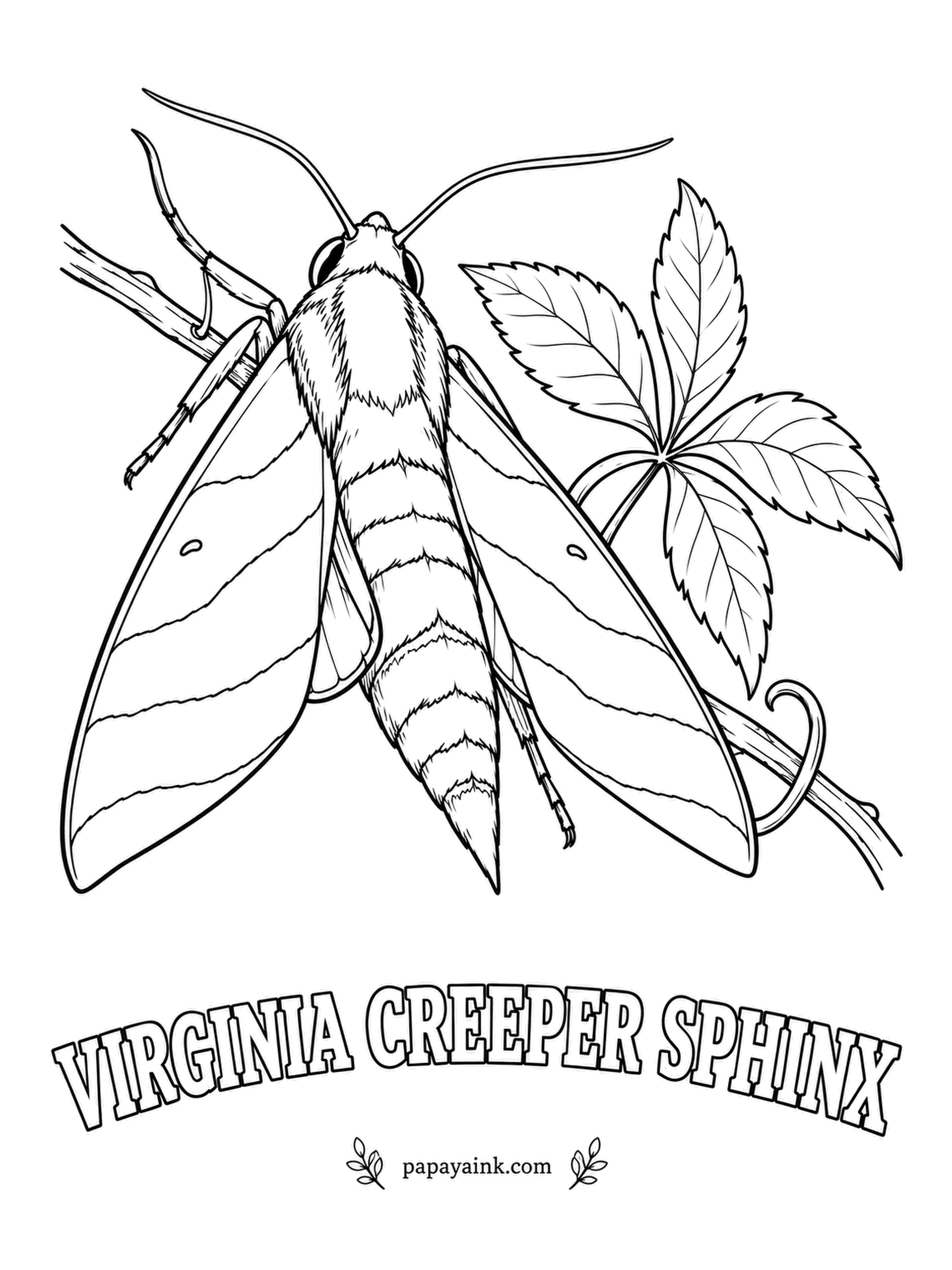 Butterfly and Moth Coloring Pages - Greenish brown forewings with a darker band and a pale smudge in the middle, built for vanishing against the five-fingered leaves of the vine it is named for. Tint the hindwings yellow-orange where they show.