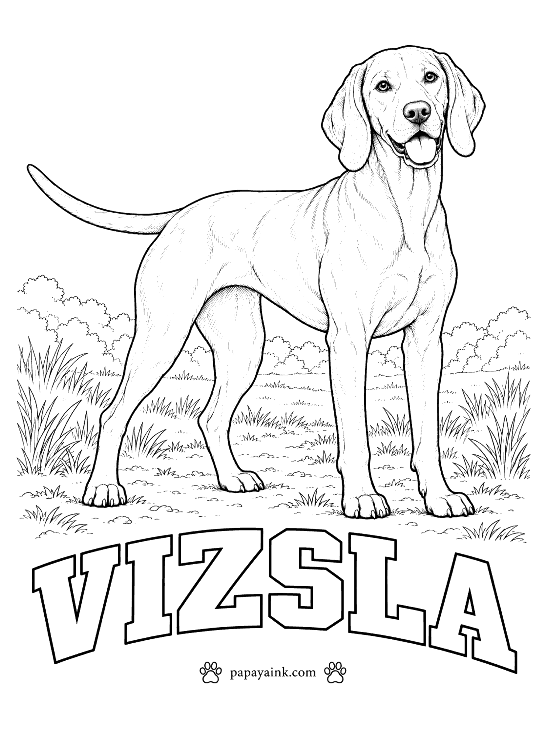 Free Printable Dog Coloring Pages - Golden rust from nose to toenails: on a vizsla, Hungary's pointer, the coat, the nose, the eye rims and even the nails are the same warm shade. Choose a red-gold and deepen it with a darker brown. No markings to worry about.