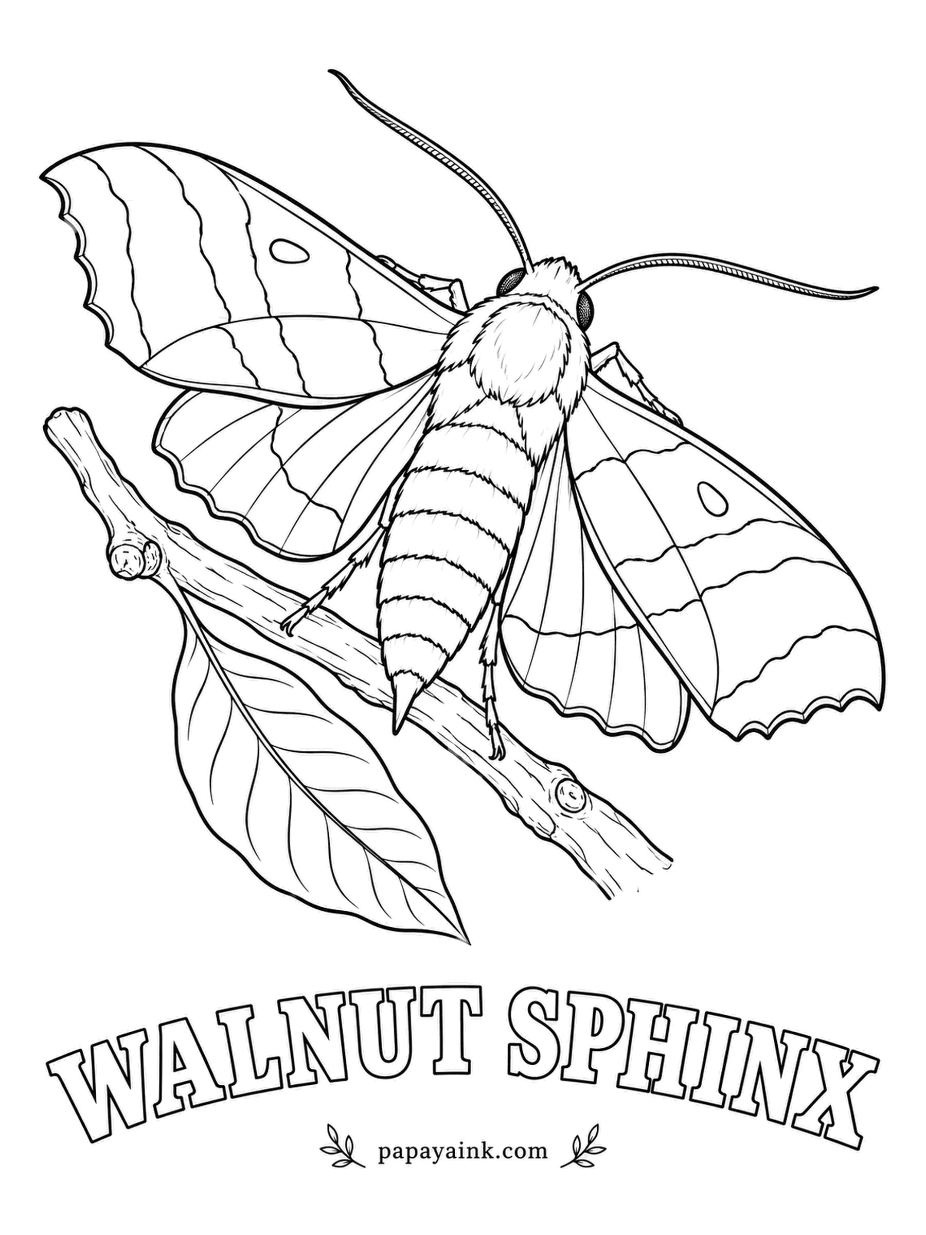 Butterfly and Moth Coloring Pages - Disturb the caterpillar and it whistles, forcing air out through its sides - one of the very few caterpillars known to make a sound. The adult is a study in brown, with scalloped hindwing edges and a pale spot on each forewing.
