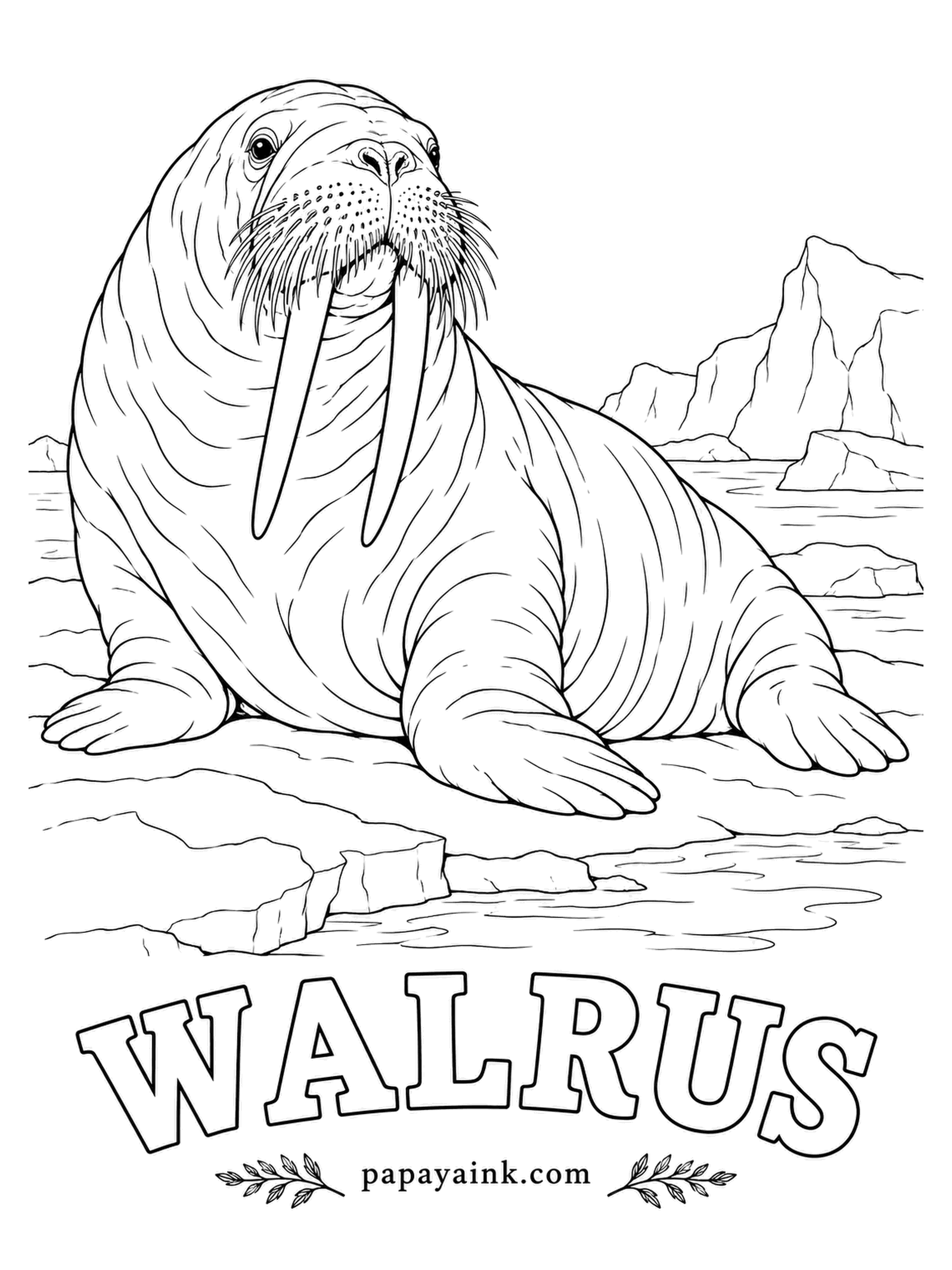 Sea Creature Coloring Pages - Both sexes grow the tusks, which are just very long canine teeth, used mostly as hooks to haul the body up onto ice. A walrus in cold water is nearly white; warmed up on the ice it flushes to pinkish brown. Keep the whiskers dark.