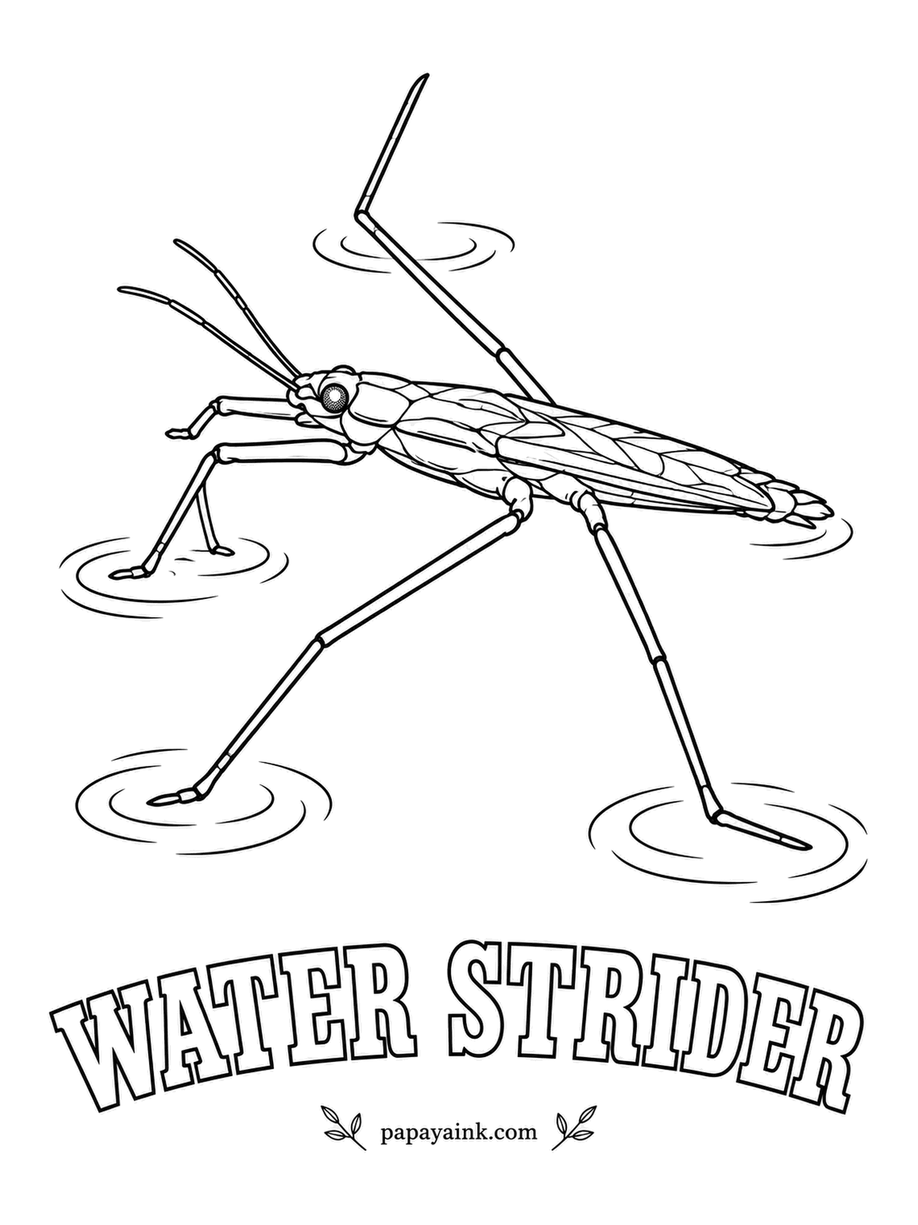 Insect Coloring Pages - Water striders stand on the surface of a pond without breaking it, thanks to thousands of water-repellent hairs on their legs. The short front legs grab whatever falls in. Dark brown-black, with the dimples in the water left white.
