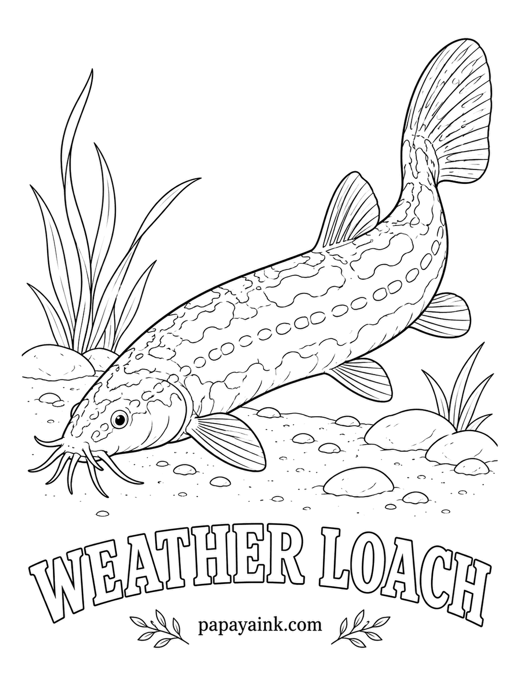 Aquarium Fish Coloring Pages - Before a storm, weather loaches get restless and dash around the tank, likely reacting to the falling air pressure. Native to East Asia, they handle cold water well. Brown and gray mottling over beige, with a light belly.