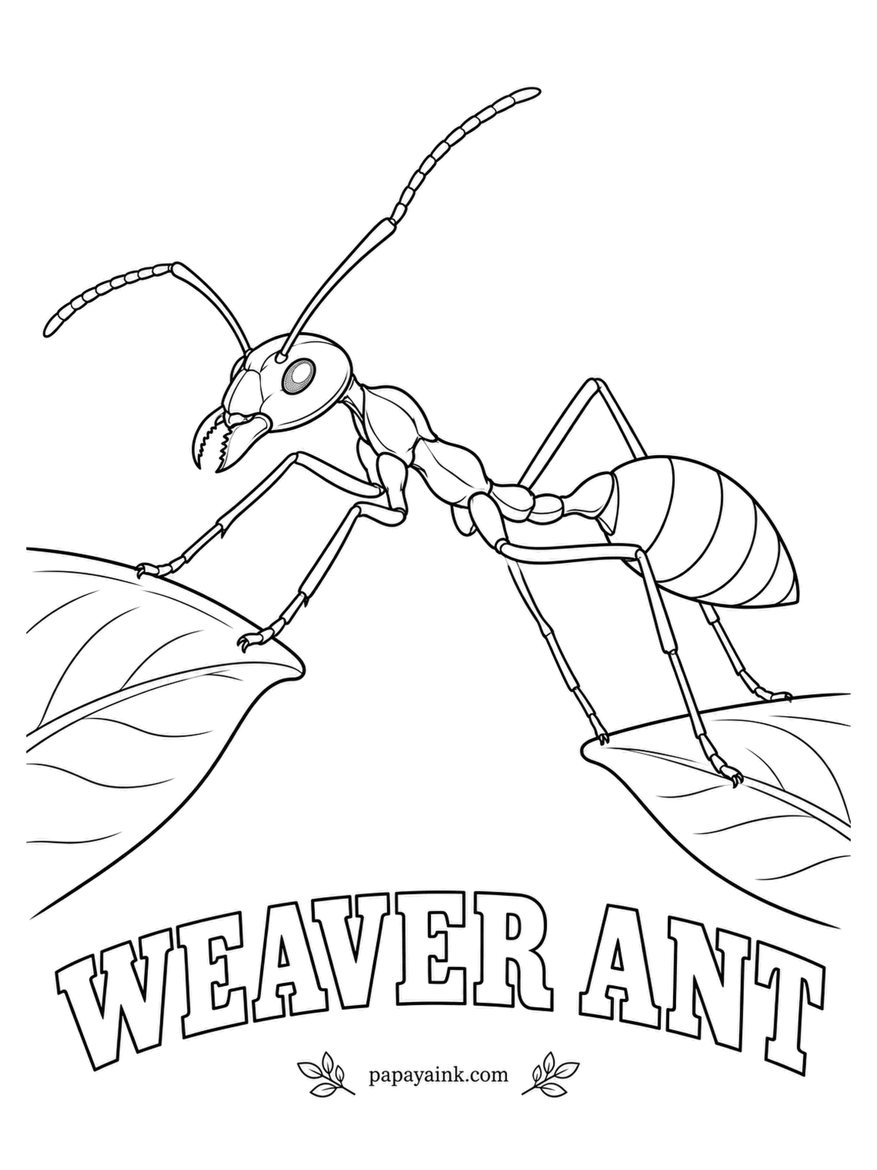 Insect Coloring Pages - Living leaves are the only building material weaver ants need. Workers form chains to pull two leaves together while others hold larvae that spin silk to stitch the edges. Orange for the Asian kind, or a green abdomen like Australia's green tree ant.