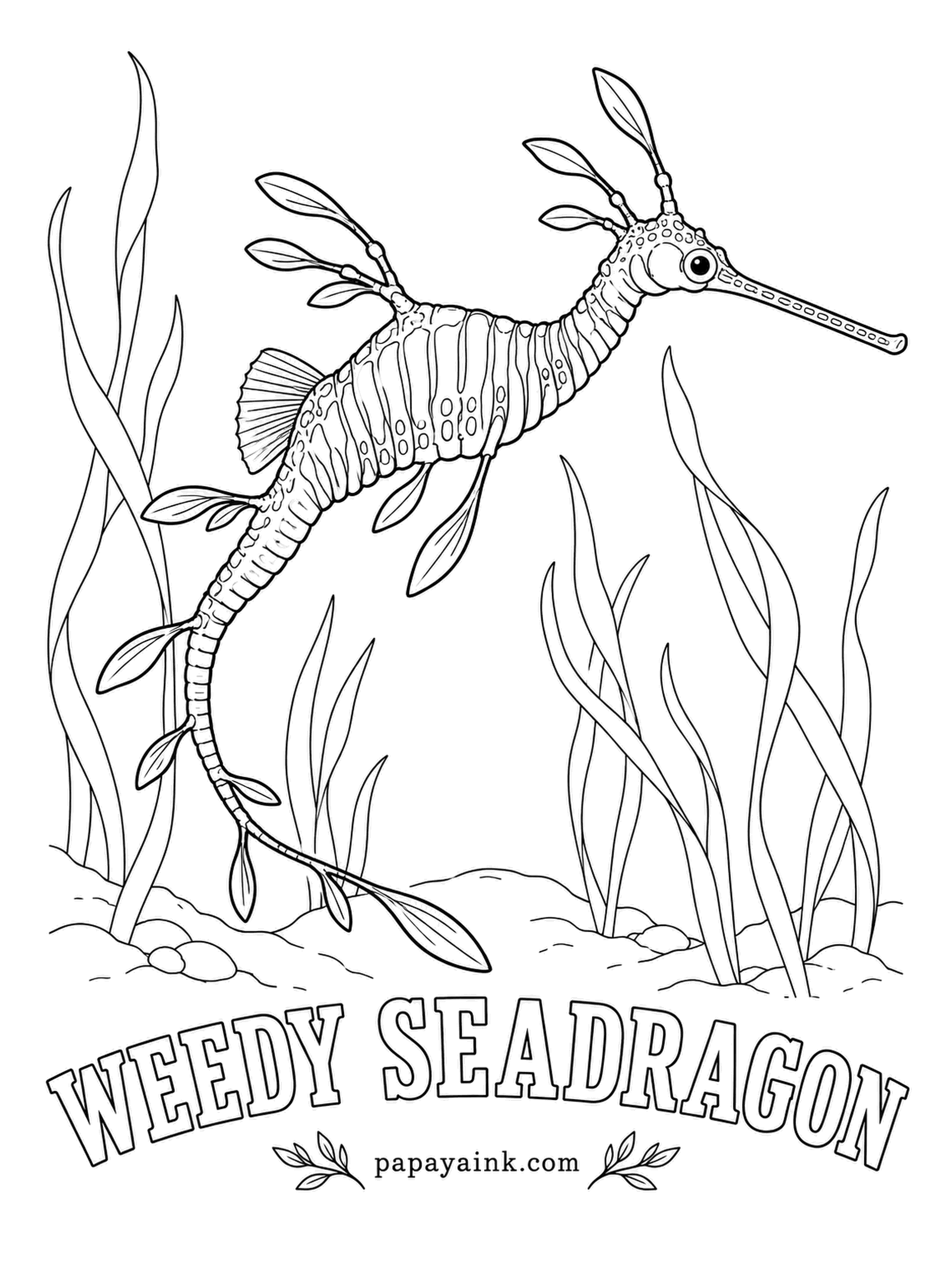 Ocean Fish Coloring Pages - Weedy seadragons are the plainer cousins of the leafy kind, yet their colors are bolder: a red body with yellow spots and violet-blue bars across the chest. As with seahorses, the father carries the eggs, glued under his tail.