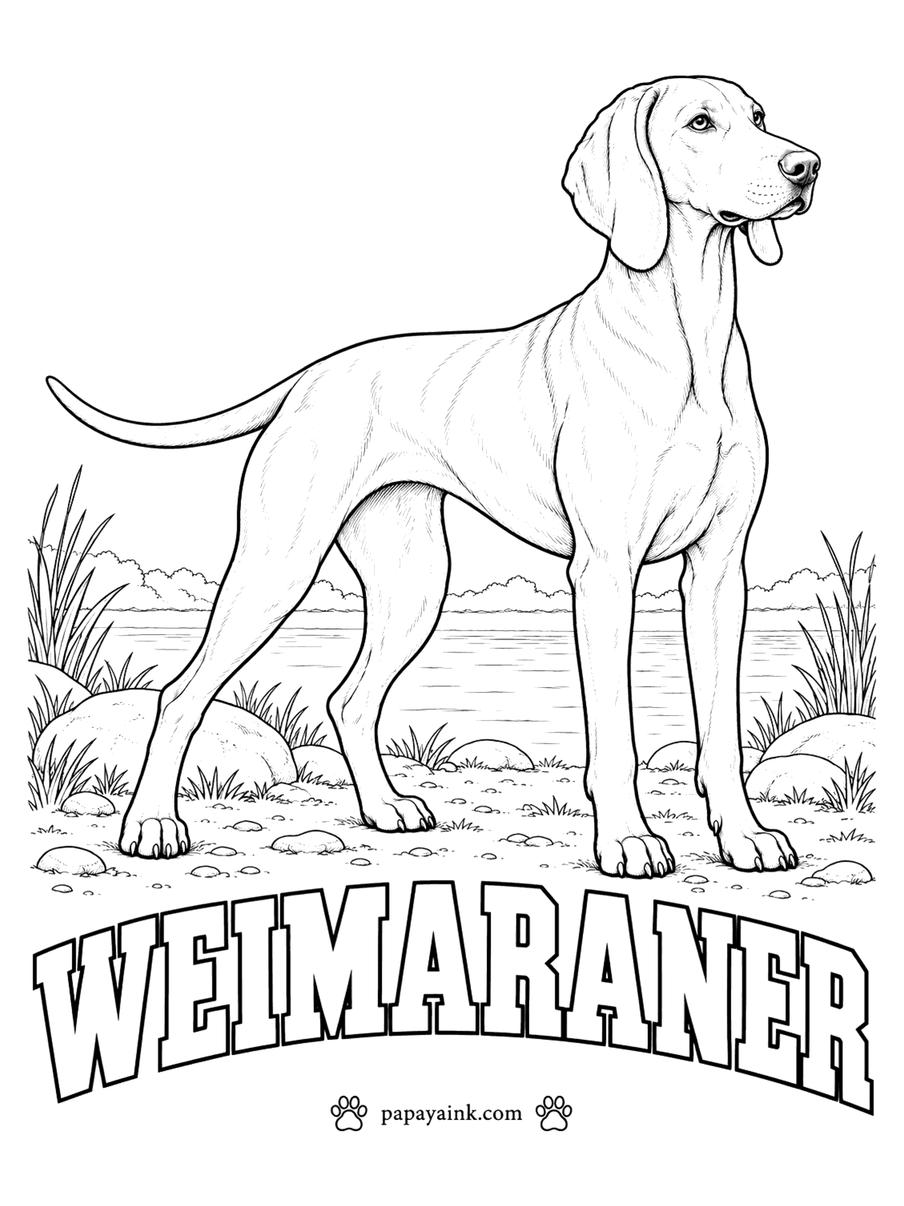 Free Printable Dog Coloring Pages - The Gray Ghost. A Weimaraner is silver-gray all over, anywhere from mouse gray to pale silver, with light amber or blue-gray eyes and a gray nose. One pencil will do it, with a lighter touch on the head and ears. Sleek coat, long lines.
