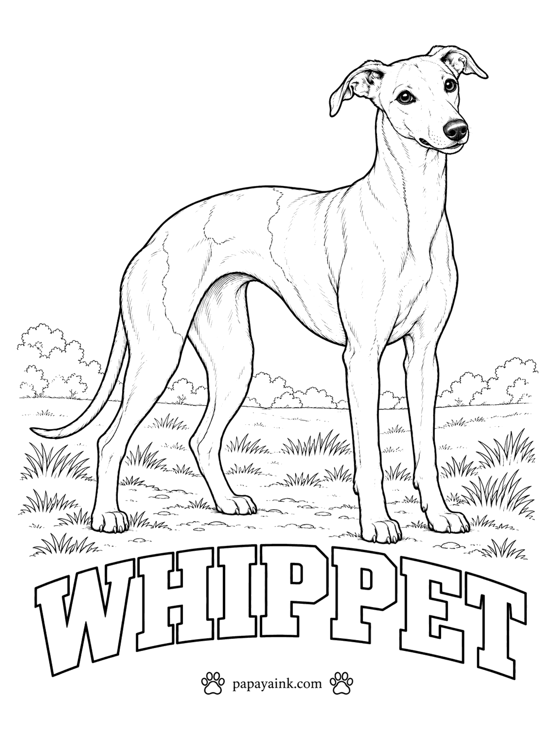 Free Printable Dog Coloring Pages - Thirty-five miles an hour, from a dog that spends most of its day asleep on the sofa. A whippet can be any color - fawn, brindle, blue, black, white, or patches of these, as outlined here. Smooth coat and long, clean curves.