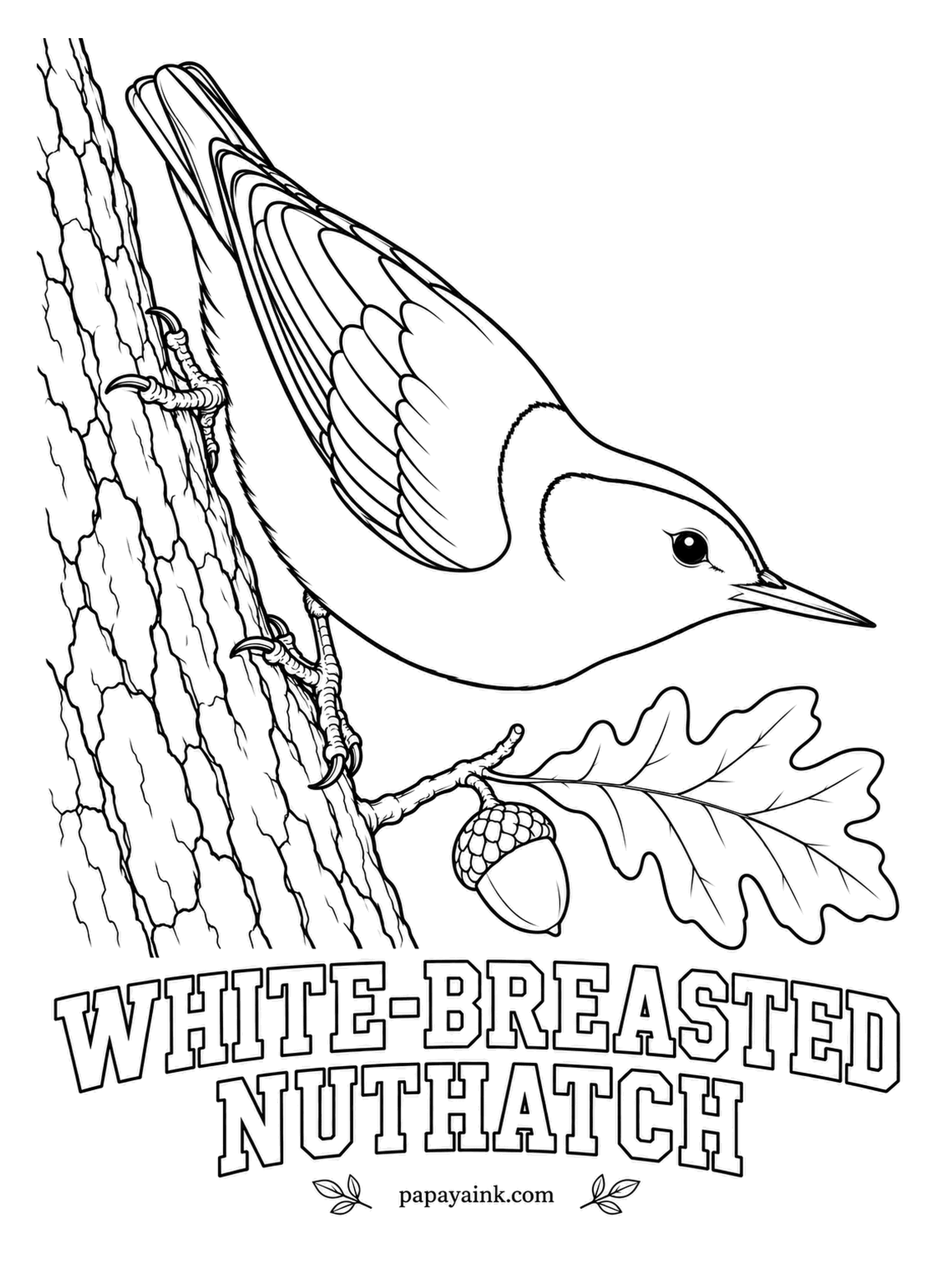 Printable Bird Coloring Pages - Upside down is normal here: nuthatches walk headfirst down tree trunks, finding insects other birds miss. The White-breasted Nuthatch has a blue-gray back, a black cap, a white face and breast and a chestnut patch under the tail. Finish with the acorn.