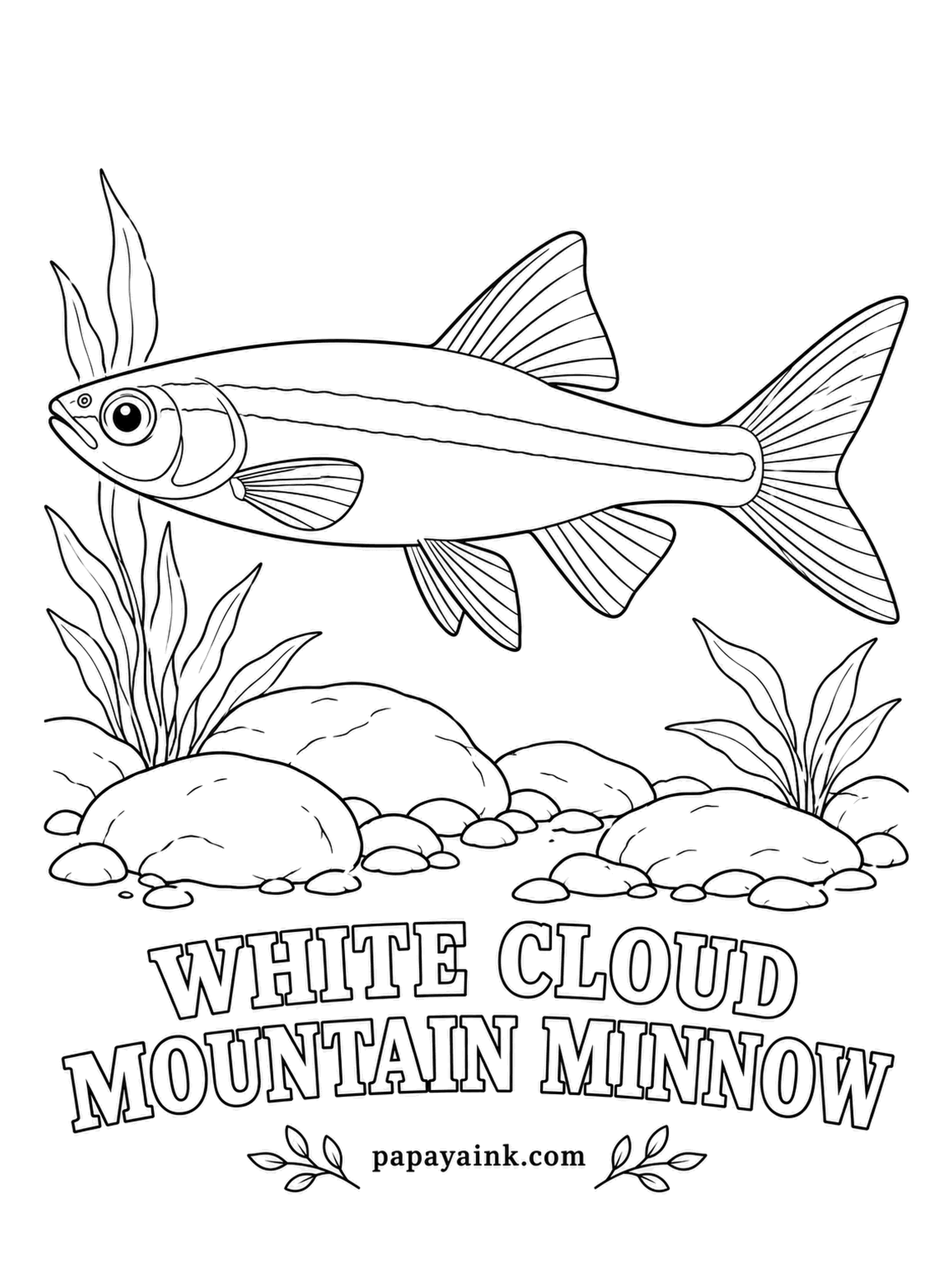 Aquarium Fish Coloring Pages - Named for White Cloud Mountain near Guangzhou in China, this little minnow is happy in cool water and in most homes needs no heater. Old-timers called it the poor man's neon. Gold stripe along the side, red-tipped fins.