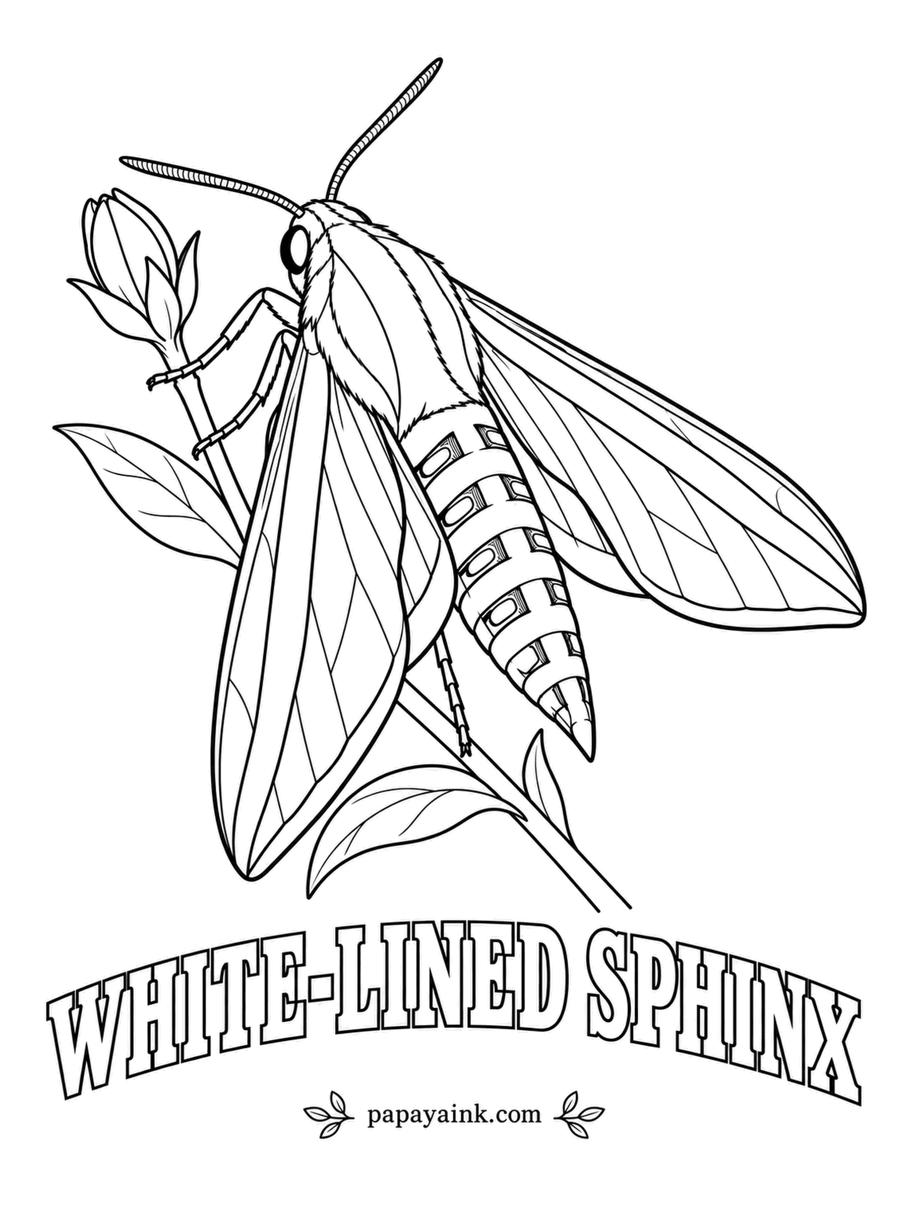 Butterfly and Moth Coloring Pages - The sphinx most people meet, from Canada to Mexico, hovering at evening flowers. Brown forewings with a bold white stripe and white veins, pink bands on the hindwings, and a row of black and white dashes down the abdomen.