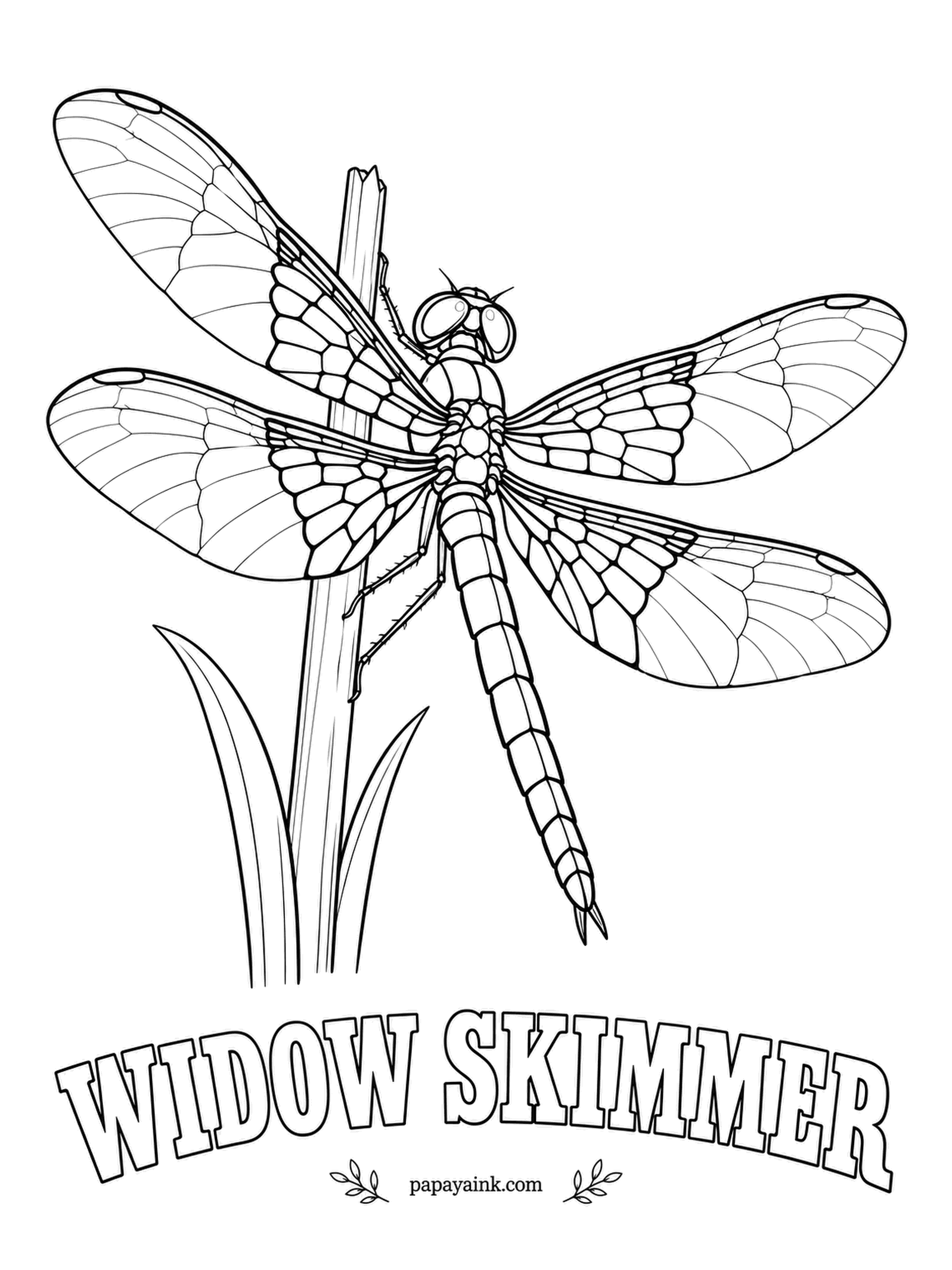 Insect Coloring Pages - Broad dark brown bands cover the inner half of each wing on a widow skimmer, and males add a white band just beyond them. Look for one at a pond edge in summer. Shade those bands first and keep the wing tips clear.