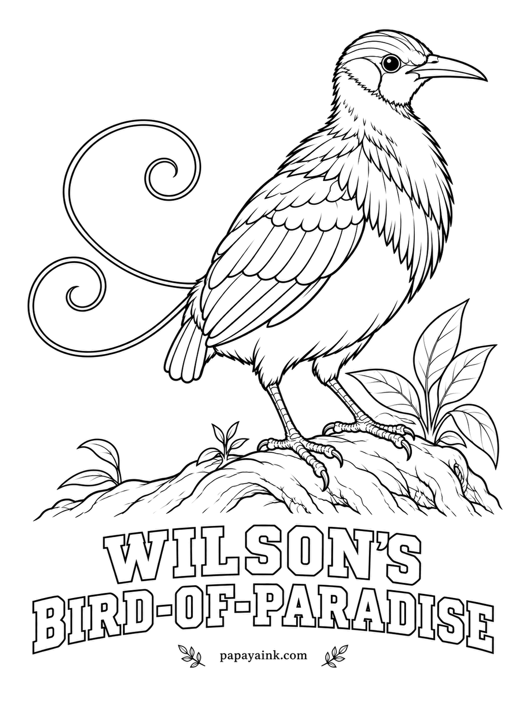 Realistic Bird Coloring Pages - Wilson's bird-of-paradise lives on two small Indonesian islands and has the strangest haircut in the bird world: no feathers on the crown, just bare turquoise skin. Red back, yellow cape, a green chest and a violet curl of tail wire.