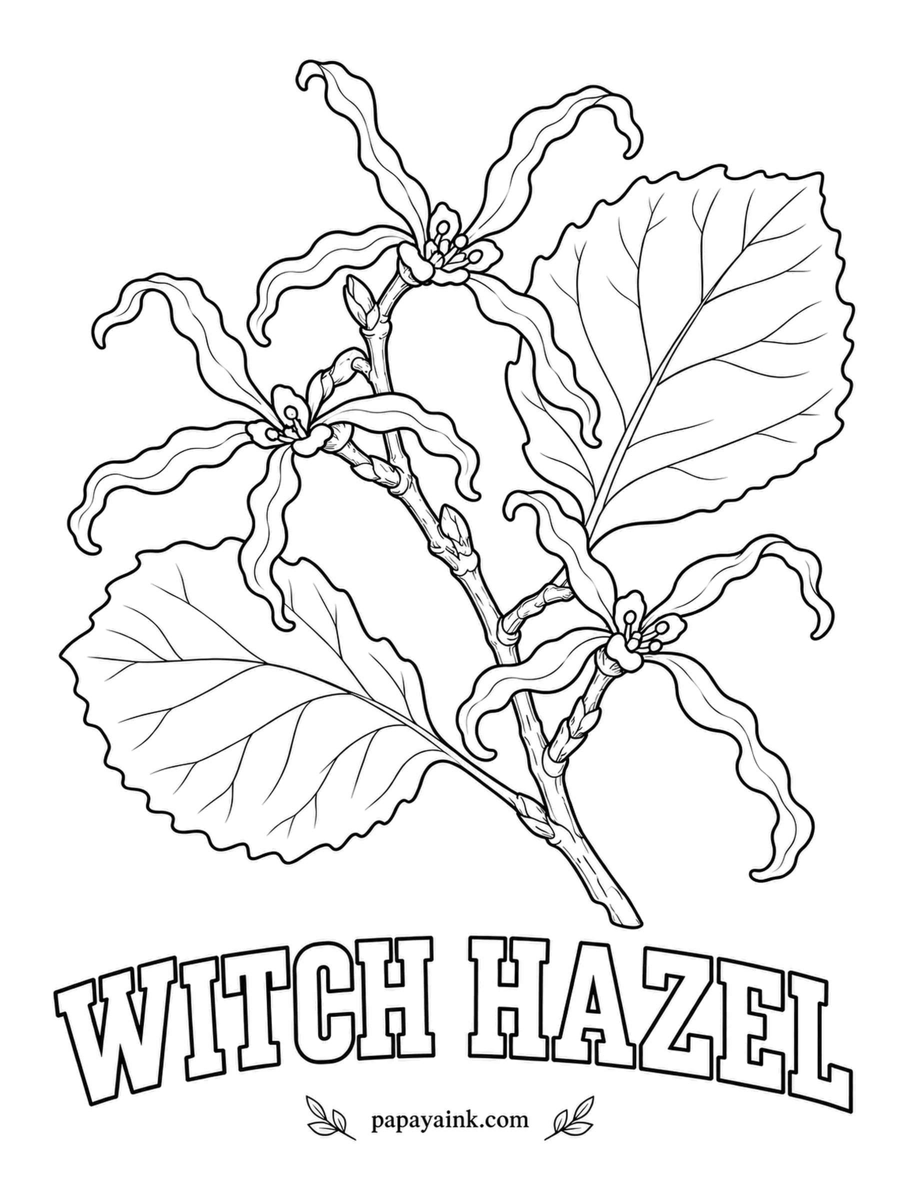 Printable Flower Coloring Pages - Ribbon-thin petals bursting from bare twigs, looking like crumpled streamers. Witch hazel blooms in late autumn or winter when nothing else does, in yellow, copper or red, and the woody seed capsules fire their seeds several yards away. Warm gray-brown for the twigs.