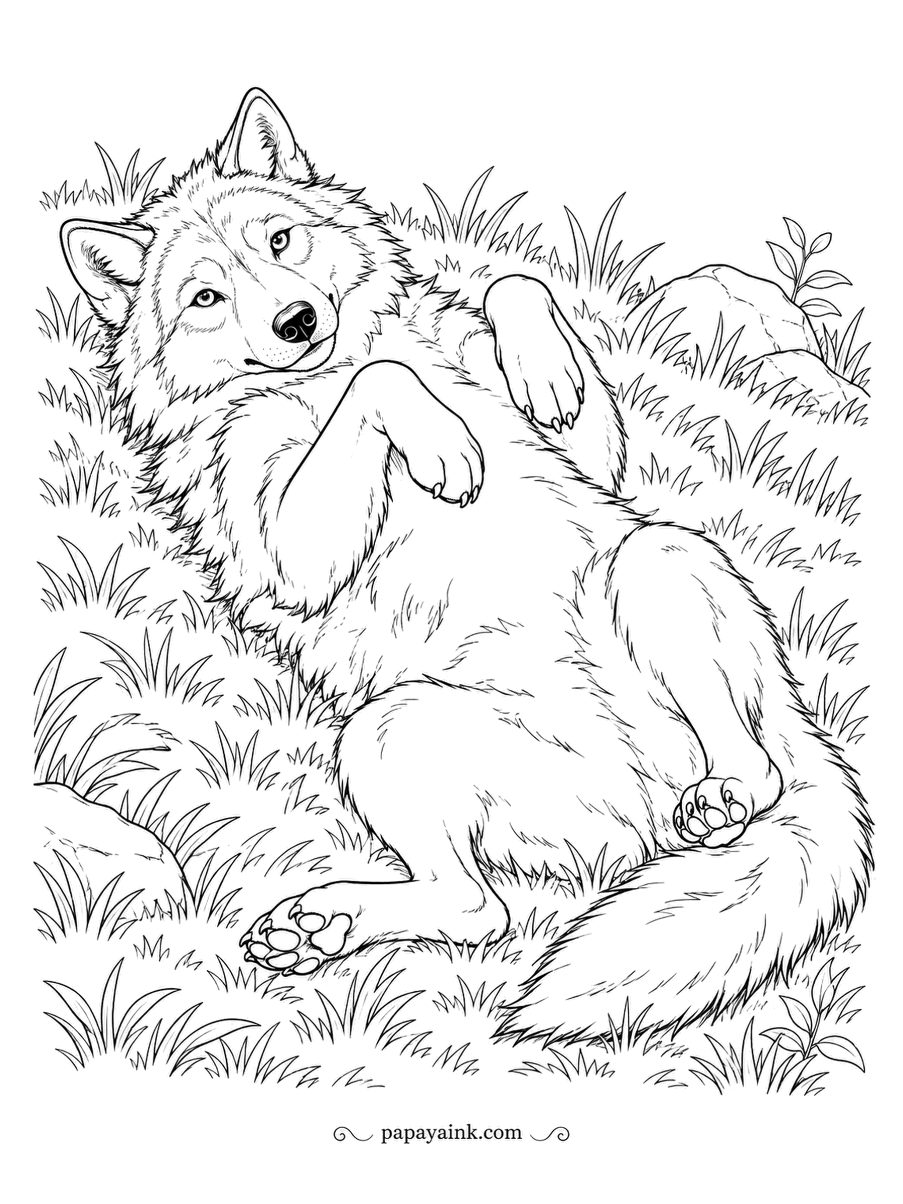 Wolf Coloring Pages - Rolling in grass is how wolves pick up interesting scents, scratch an itch, or simply enjoy themselves. This one is on its back, paws in the air, eyes half closed. Detailed - golden dry grass and soft fur.