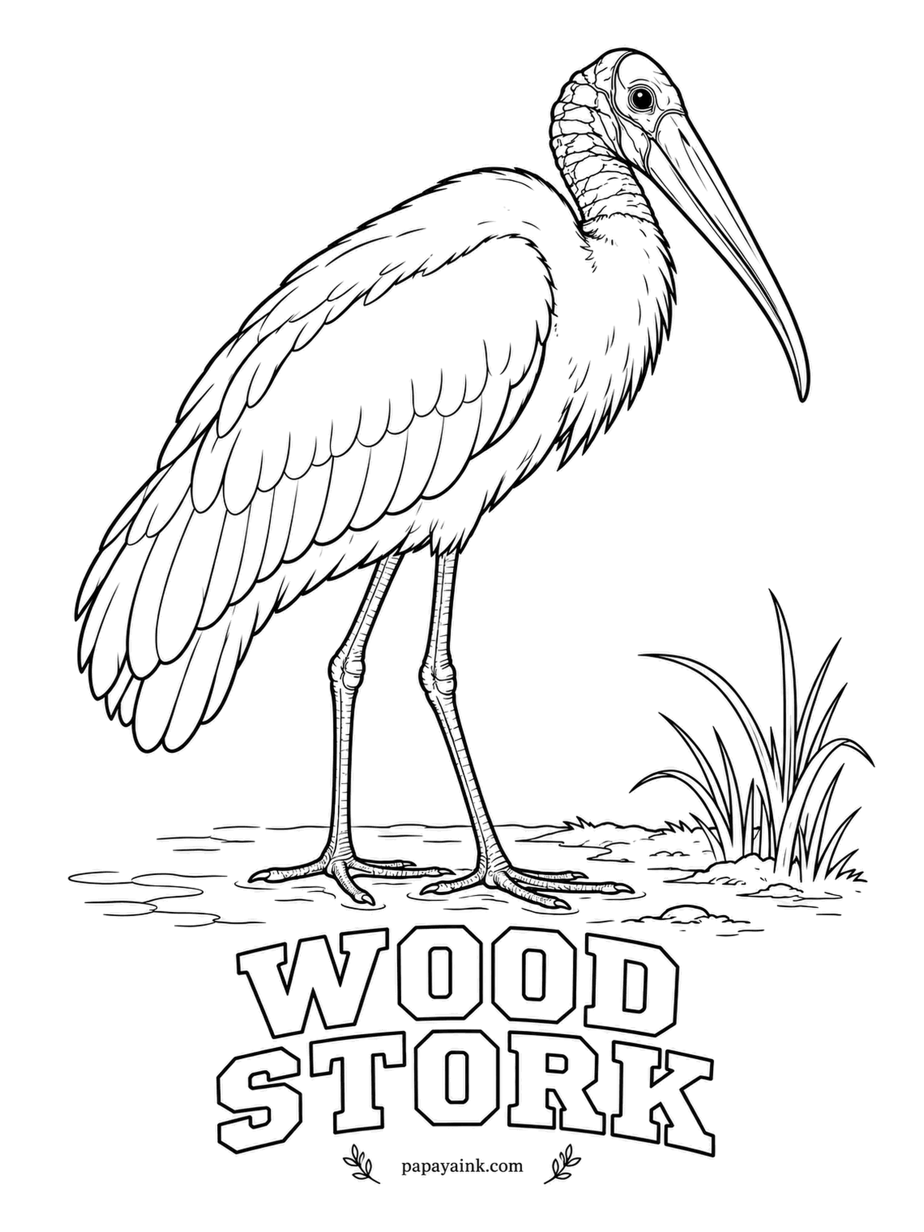 Printable Bird Coloring Pages - Hunting by touch in murky swamps, it snaps the bill shut on a fish faster than almost any reflex measured in a vertebrate. The Wood Stork is white with black flight feathers. Dark gray for the bare, scaly head; pink feet.