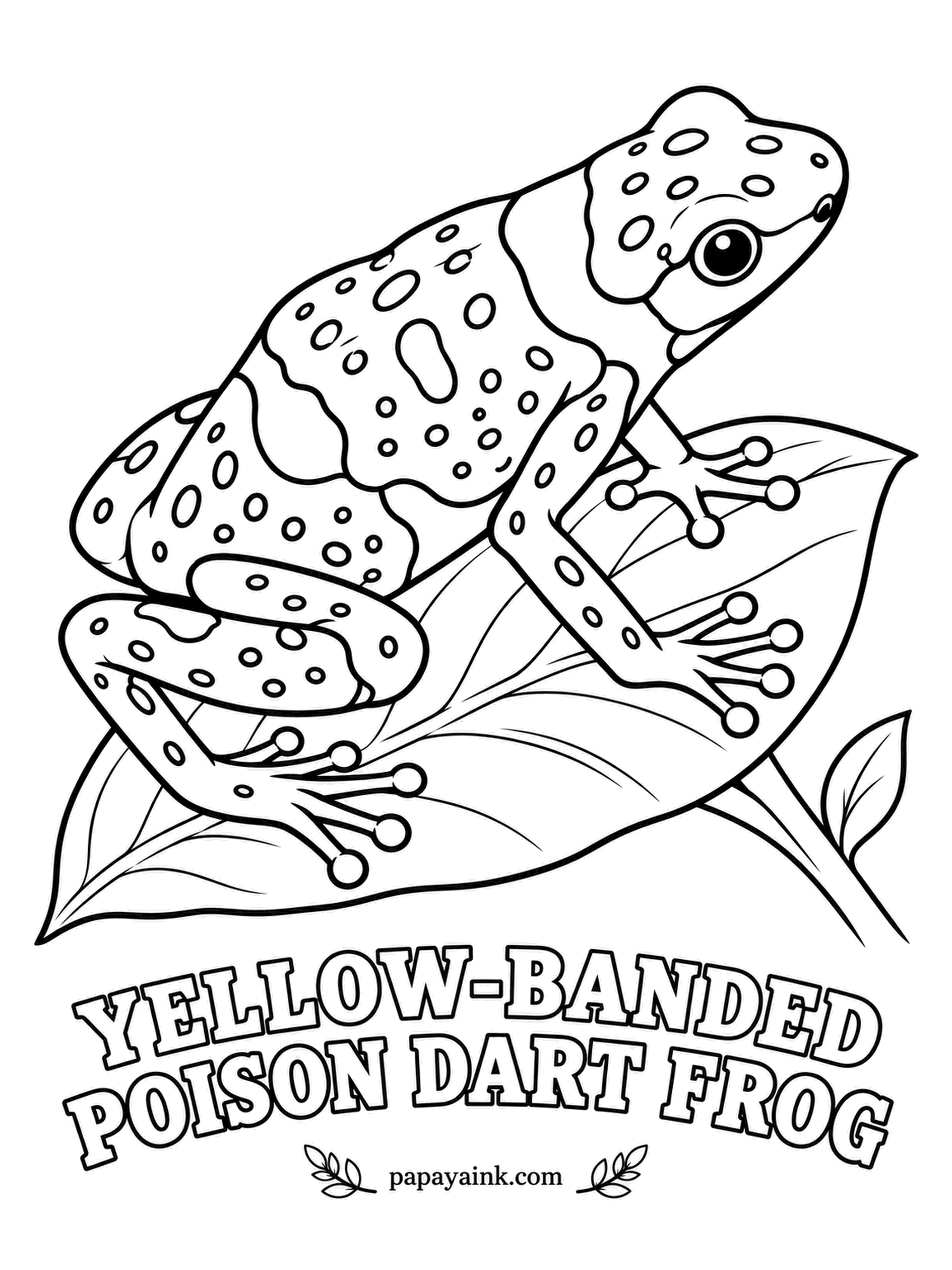 Amphibian Coloring Pages - Yellow bands on glossy black make the yellow-banded poison dart frog of Venezuela impossible to miss, which is the whole idea: the colors warn every bird it tastes terrible. In the dry season it hides in damp crevices and waits for rain.