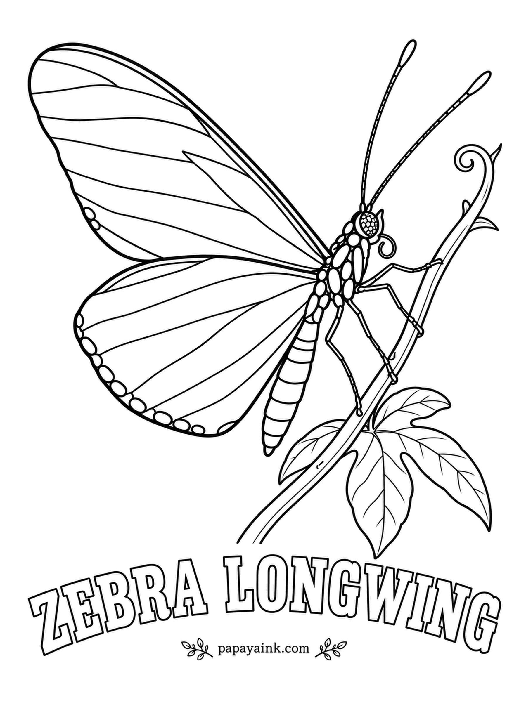 Butterfly and Moth Coloring Pages - Florida's state butterfly, climbing a passion vine. Longwings eat pollen as well as nectar and can live for months, which is a long life for a butterfly. Black wings with cream-yellow stripes - easy to color.