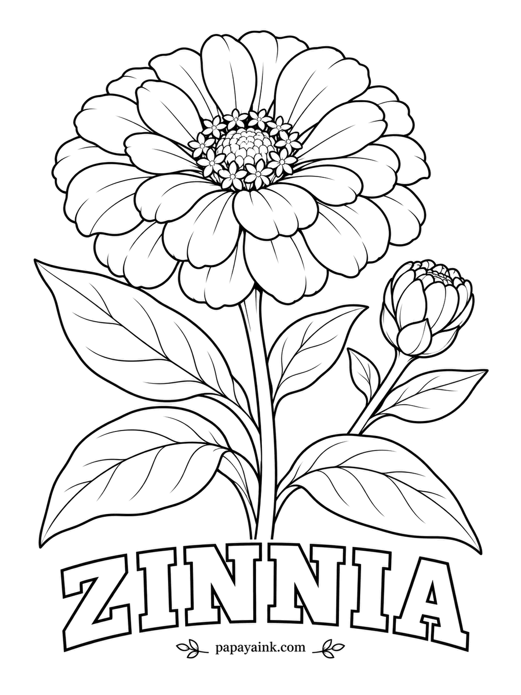 Free Flower Coloring Pages - The first flower ever to bloom on the International Space Station was a zinnia. Hot pink, coral or orange petals suit it, and the ring of tiny star-shaped florets around the disc wants a bright yellow.